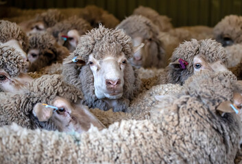 Merino sheep waiting in holding pen inside Australian shearing shed before wool shearing process begins