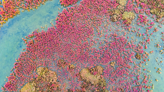 full frame aerial view of a vibrant pink field of halophyte plants in a salt marsh creating a stunning colorful nature texture
