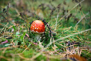 Fly agaric on autumn forest background.