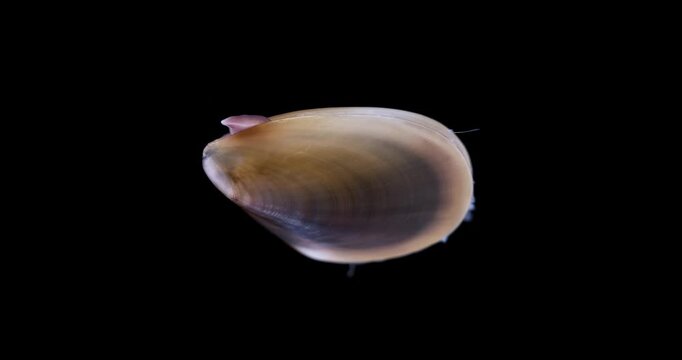 Mollusca Mytilus edulis close up, order Mytilida. Bivalvia. Video shows movement of foot. White Sea