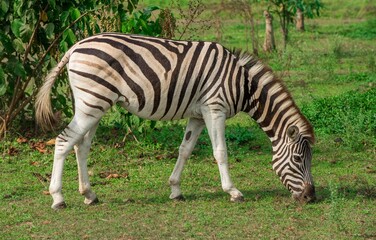 A zebra grazing peacefully on green grass in a natural habitat. The image captures the animal’s distinctive black and white stripes in a lush outdoor setting, representing wildlife, nature, and Africa