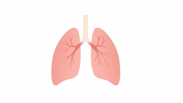 Animated vector illustration of human lungs showing breathing motion. Flat anatomy icon for medical apps, biology education, and respiratory health content. Transparent alpha channel.