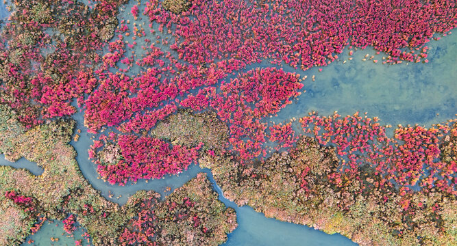 top down drone shot of a colorful salt marsh landscape with intricate waterways and vibrant pink ground cover vegetation