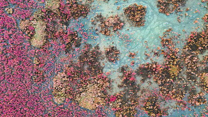 textured top down shot of a muddy wetland area covered in small colorful plants and water pockets illustrating the complexity of marsh ecosystems