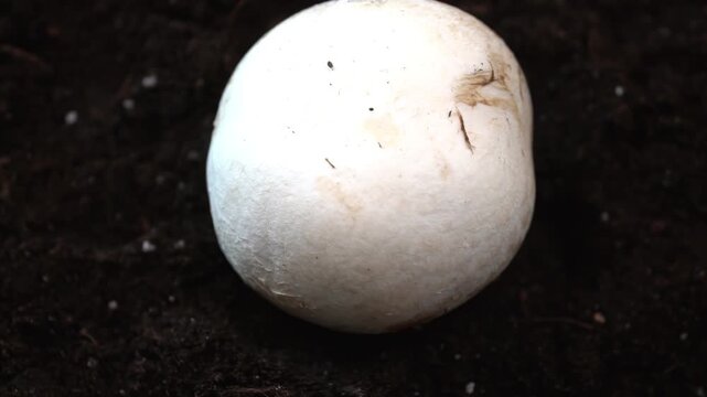 Fresh white champignon (Agaricus bisporus) in dark soil, rotating macro shot for organic food and science visuals