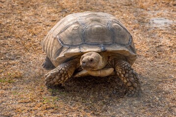 A large tortoise slowly walking across dry grass under natural daylight. The close-up image highlights the texture of its shell and skin, symbolizing patience, longevity, and nature