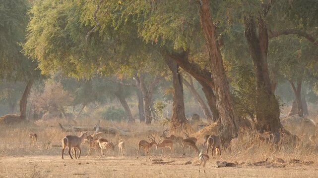 impala and waterbuck grazing in mystic african forest 561