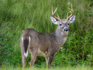 young white tailed deer buck standing on the edge of a green meadow