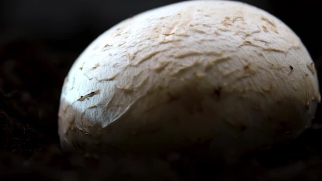 A cinematic macro of a White Button Mushroom (Agaricus bisporus) growing in dark soil. Organic mushroom close-up for documentary or food background