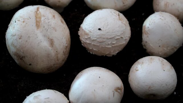 Mushroom harvest (Agaricus bisporus): Cinematic shot of rotating white mushrooms, Agriculture Science macro B-roll