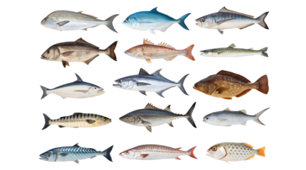 Set of different fish species isolated on white background. Marine life and seafood concept.