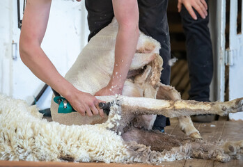 Sheep shearing in Australia showing the wool industry as an important part of rural agriculture,...
