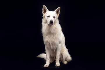 White Swiss Shepherd dog sits calmly in dark studio, elegant longhaired shepherd portrait with black background.