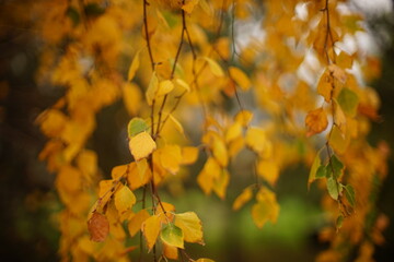 autumn leaves in the park