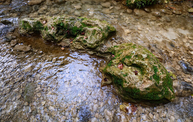 High angle view of a moss-covered rock island in a shallow stream with crystal clear water revealing the pebbled bottom in a serene forest setting