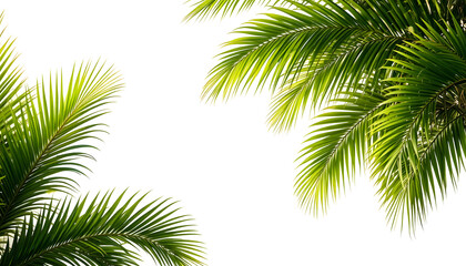 Isolated palm tree with green leaves on white background 