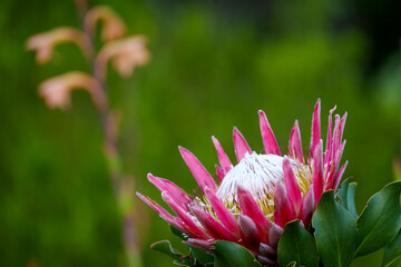 King protea (Protea cynaroides) in bloom at Kirstenbosch National Botanical Garden, Cape Town, showing pink petals and a beautiful central cone against a green backdrop. Western Cape, South Africa.