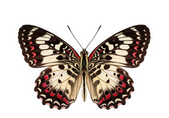 Symmetrical butterfly wings detailed close up vibrant colors nature insect art transparent background