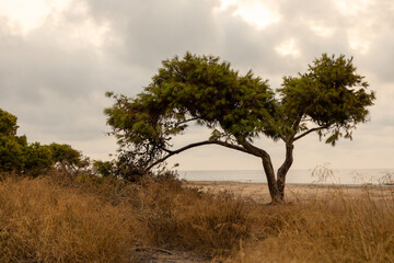 Dry nature landscape on the beach.