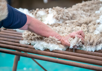 Freshly shorn raw wool handled after sheep shearing in Australia, part of the natural fiber industry © Elena Pochesneva