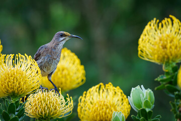 Cape sugarbird (Promerops cafer) feeding on a common pincushion (Leucospermum cordifolium) cultivar. Kirstenbosch National Botanical Garden. Note pollen on head. Cape Town. Western Cape. South Africa.