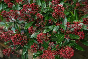 Close up of deep red berries and glossy green leaves on a bush