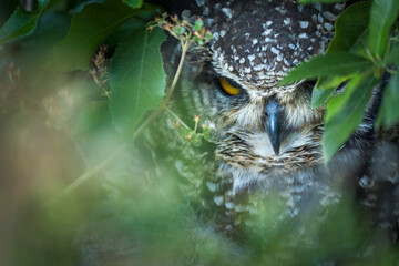 A spotted eagle-owl (Bubo africanus) glares from thick undergrowth in Kirstenbosch National...
