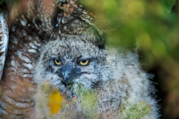 A fluffy spotted eagle-owl (Bubo africanus) chick peers from thick undergrowth, its mother in the background, at Kirstenbosch National Botanical Garden, Cape Town, Western Cape, South Africa. © Roger de la Harpe