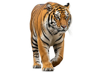 Majestic tiger walking forward captivating wildlife photography portrait transparent background