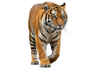 Majestic tiger walking forward captivating wildlife photography portrait transparent background