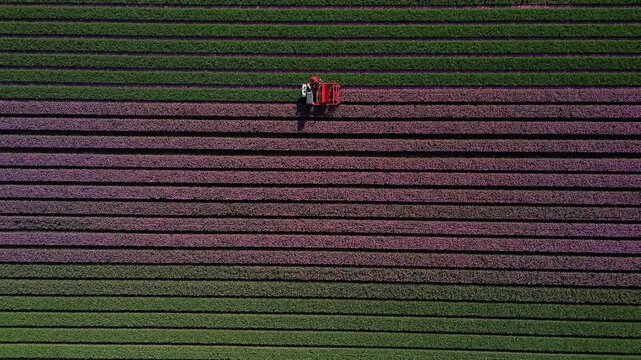 Aerial view of vibrant tulip fields creating a beautiful mosaic of purple and green hues, with a tractor working the land, Venhuizen, North Holland, Netherlands.