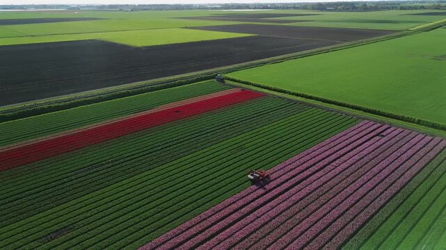 Aerial view of colorful tulip fields and a tractor in Venhuizen, creating a vibrant tapestry of contrasting colors and textures, Venhuizen, North Holland, Netherlands.