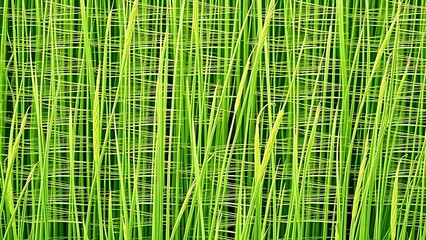 Fototapeta premium ryegrass. Slender ryegrass blade textures in various green shades, minimalist botanical composition. gardening catalogs, home-decor guides, designed for home decor and floral branding.