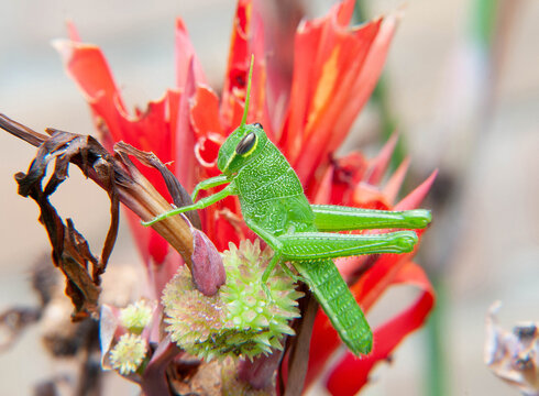grasshopper on a red flower