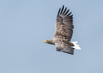 White Tailed Eagle