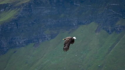 White Tailed Eagle