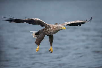 White Tailed Eagle