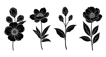 Four black and white anemone flowers isolated on white background