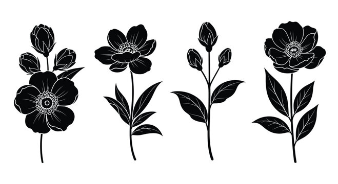 Four black and white anemone flowers isolated on white background