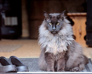 Norwegian forest cat male sitting on doorstep looking out