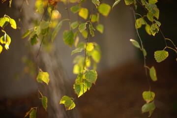 yellow green leaves on a birch branch