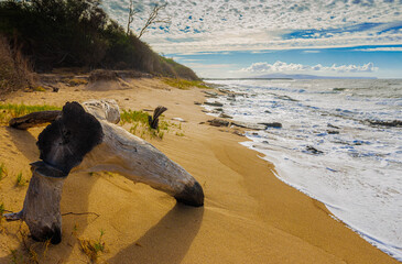 Driftwood on The Sand Covered Shore of  Hale O Lono Beach, Molokai, Hawaii, USA