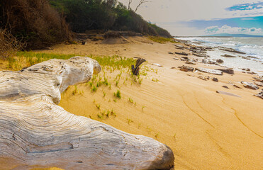 Driftwood on The Sand Covered Shore of  Hale O Lono Beach, Molokai, Hawaii, USA