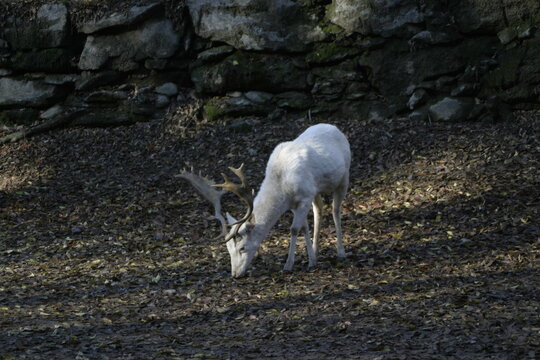 A white deer near Colico, Lombardy, Italy.
