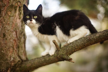 black and white cat on a tree