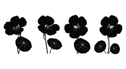 Four nasturtium flowers isolated on white background, showcasing their unique shape