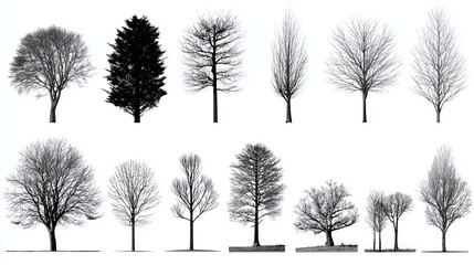 A collection of various bare trees silhouette. Diverse tree types without leaves captured against a minimalist background