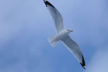 Ring-Billed Gull flying overhead with blue cloudy skies