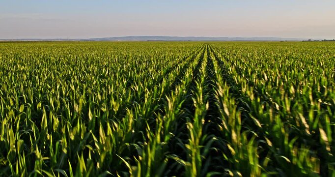 Green corn field aerial view showing agricultural farm
