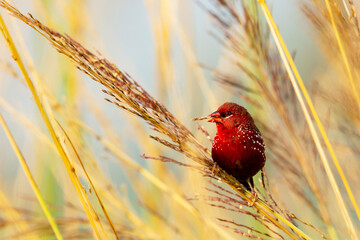 Red Avadavat Bird on Tall Grass Searching for Food